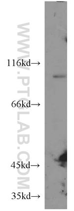 CX3CL1 Antibody in Western Blot (WB)