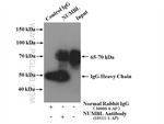 NUMBL Antibody in Immunoprecipitation (IP)