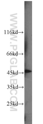 SNX6 Antibody in Western Blot (WB)