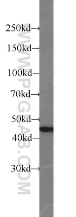 SNX6 Antibody in Western Blot (WB)