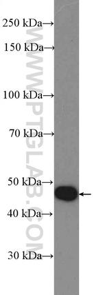 SNX6 Antibody in Western Blot (WB)