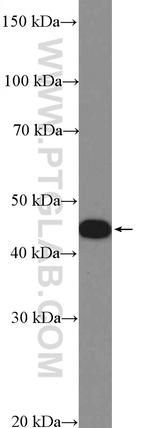 SNX6 Antibody in Western Blot (WB)