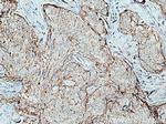 Claudin 7 Antibody in Immunohistochemistry (Paraffin) (IHC (P))