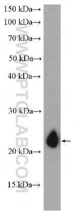 Claudin 7 Antibody in Western Blot (WB)