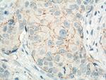 Claudin 7 Antibody in Immunohistochemistry (Paraffin) (IHC (P))