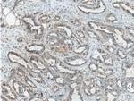 ICAM2 Antibody in Immunohistochemistry (Paraffin) (IHC (P))