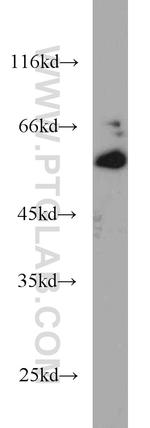 ICAM2 Antibody in Western Blot (WB)