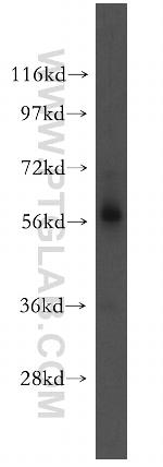 ICAM2 Antibody in Western Blot (WB)