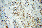VGLL1 Antibody in Immunohistochemistry (Paraffin) (IHC (P))