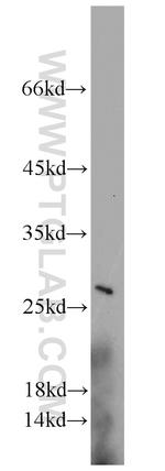 VGLL1 Antibody in Western Blot (WB)