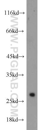 VGLL1 Antibody in Western Blot (WB)