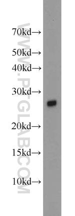 VGLL1 Antibody in Western Blot (WB)