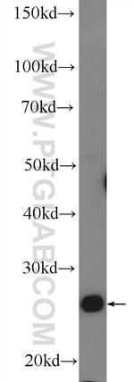 VGLL1 Antibody in Western Blot (WB)