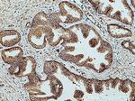 LRRC1 Antibody in Immunohistochemistry (Paraffin) (IHC (P))