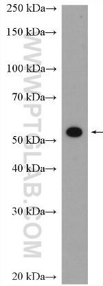 LRRC1 Antibody in Western Blot (WB)