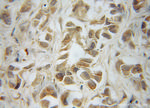 LRRC1 Antibody in Immunohistochemistry (Paraffin) (IHC (P))