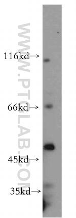 NFYC Antibody in Western Blot (WB)