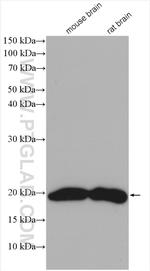 VAMP2 Antibody in Western Blot (WB)