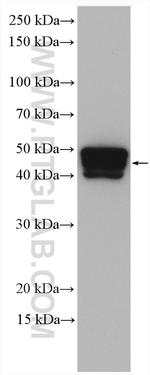 Cytokeratin 15 Antibody in Western Blot (WB)