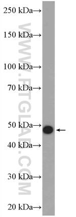 Cytokeratin 15 Antibody in Western Blot (WB)