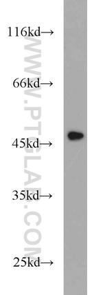 Cytokeratin 15 Antibody in Western Blot (WB)