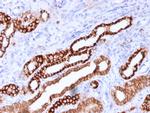 Ksp-Cadherin (Kidney-Specific Cadherin)/CDH16 Antibody in Immunohistochemistry (Paraffin) (IHC (P))