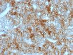 Ksp-Cadherin (Kidney-Specific Cadherin)/CDH16 Antibody in Immunohistochemistry (Paraffin) (IHC (P))