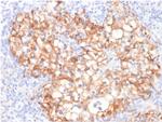 Ksp-Cadherin/CDH16 Antibody in Immunohistochemistry (Paraffin) (IHC (P))