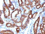 Ksp-Cadherin (Kidney-Specific Cadherin)/CDH16 Antibody in Immunohistochemistry (Paraffin) (IHC (P))