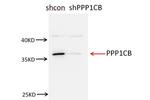 PPP1CB Antibody in Western Blot (WB)