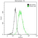 Cytokeratin 14 Antibody in Flow Cytometry (Flow)