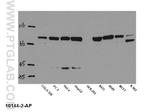 STAT1 Antibody in Western Blot (WB)