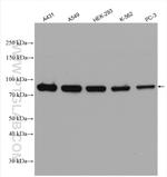 STAT1 Antibody in Western Blot (WB)