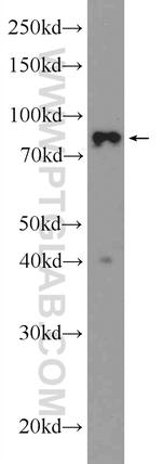 STAT1 Antibody in Western Blot (WB)