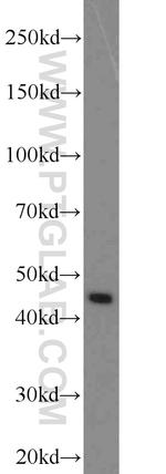 PREB Antibody in Western Blot (WB)