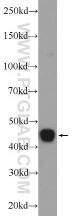 PREB Antibody in Western Blot (WB)