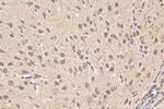 tPA Antibody in Immunohistochemistry (Paraffin) (IHC (P))