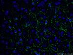 tPA Antibody in Immunohistochemistry (PFA fixed) (IHC (PFA))