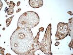 tPA Antibody in Immunohistochemistry (Paraffin) (IHC (P))