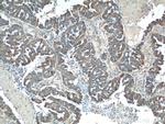 tPA Antibody in Immunohistochemistry (Paraffin) (IHC (P))