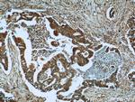 tPA Antibody in Immunohistochemistry (Paraffin) (IHC (P))