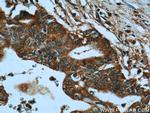 tPA Antibody in Immunohistochemistry (Paraffin) (IHC (P))