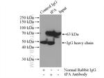 tPA Antibody in Immunoprecipitation (IP)