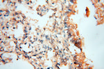 NSE Antibody in Immunohistochemistry (Paraffin) (IHC (P))