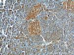 GNAS Antibody in Immunohistochemistry (Paraffin) (IHC (P))