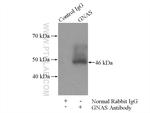 GNAS Antibody in Immunoprecipitation (IP)