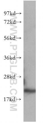 CDC42 Antibody in Western Blot (WB)