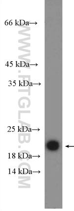 CDC42 Antibody in Western Blot (WB)