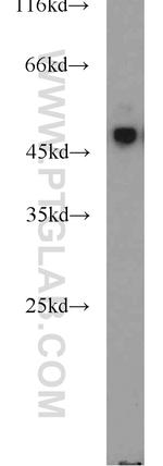 TUSC4 Antibody in Western Blot (WB)