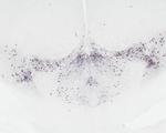 DOPA decarboxylase Antibody in Immunohistochemistry (Paraffin) (IHC (P))